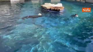 Ghiaccioli per gli animali del Bioparco di Roma contro il caldo, ecco le Otarie della California