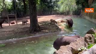 Ghiaccioli di frutta per gli animali del Bioparco di Roma contro il caldo, ecco tapiri e capibara