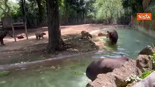 Ghiaccioli di frutta per gli animali del Bioparco di Roma contro il caldo, ecco tapiri e capibara