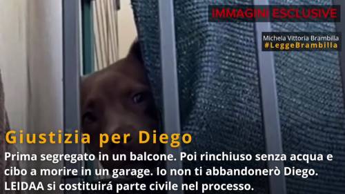 Morte del pitbull Diego: nuove immagini rivelano maltrattamenti