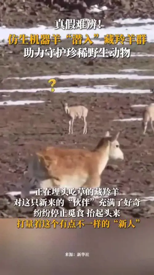 Il robot antilope che controlla le mandrie