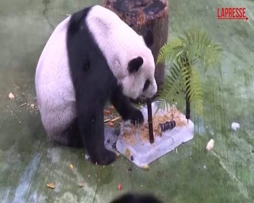 Il pandra più vecchio del mondo compie 21 anni
