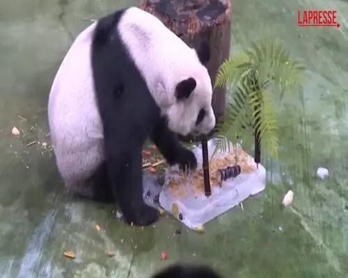 Il panda più vecchio del mondo compie 21 anni