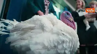 I tacchini Gobble e Waddle passeggiano in giardino Casa Bianca prima della cerimonia di grazia