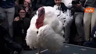Il tacchino Waddle tra i cronisti alla Casa Bianca in posa per le foto prima della grazia di Trump