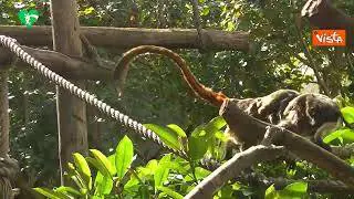 Al Bioparco di Roma nati due gemelli di tamarino imperatore, simpatiche scimmiette dai lunghi baffi