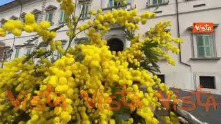 Ecco l'ingresso del Quirinale addobbato con le mimose per la Festa della Donna
