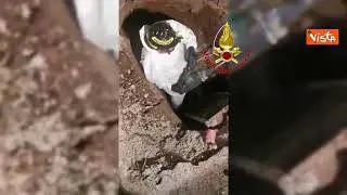 Cagnolino intrappolato in una tubatura, i Vigili del fuoco salvano il piccolo Teddy