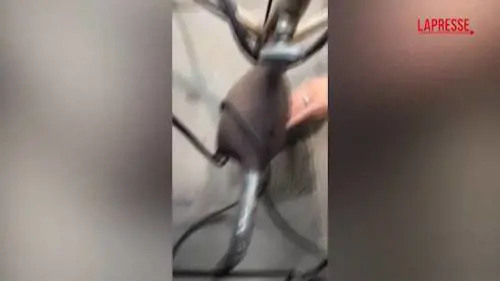 Spari vicino alla Casa Bianca, giornalista terrorizzata si getta a terra - VIDEO