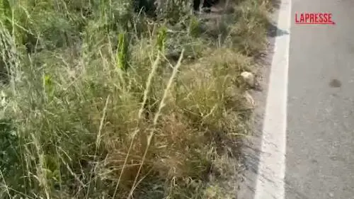 Sopralluogo e rilievi della polizia locale sul luogo dello schianto - VIDEO