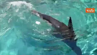 Ghiaccioli di carne e frullati congelati contro il caldo per gli animali del Bioparco di Roma