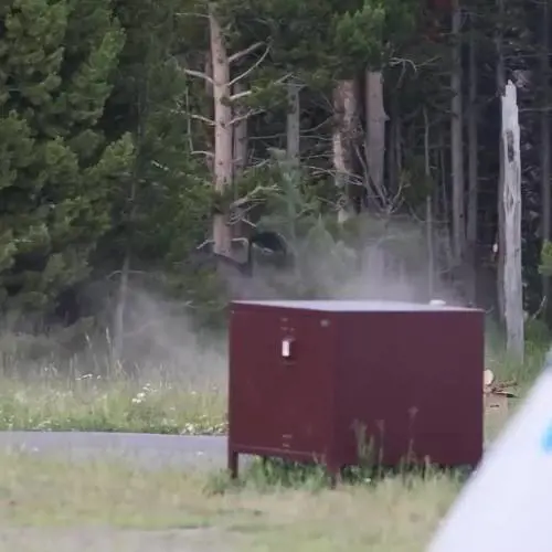Yellowstone, il bisonte carica e colpisce un 65enne: il video choc