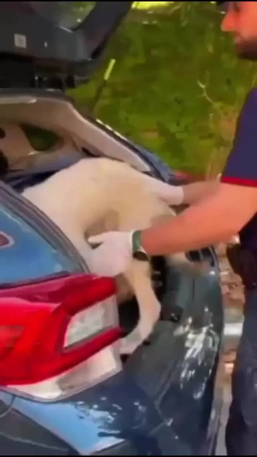 Piantedosi contro l'abbandono degli animali. Il video choc