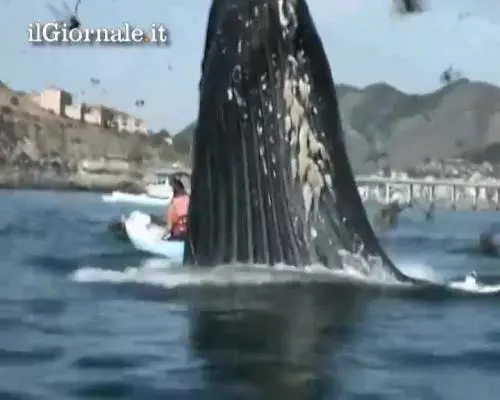 Una balena all'improvviso
