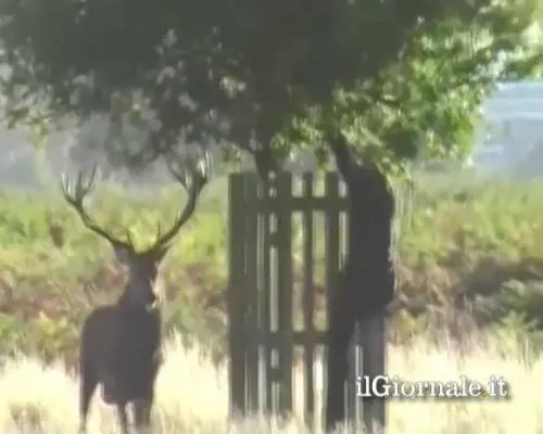 Attaccato da un cervo si rifugia su un albero