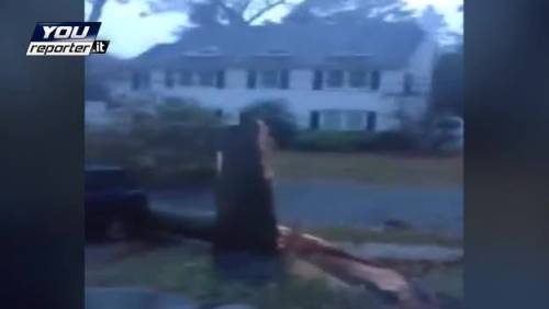 Sandy: la tempesta a NY, alberi abbattuti