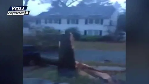 Sandy: la tempesta a NY, alberi abbattuti