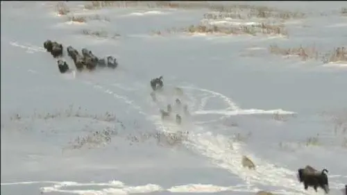 I documentari "Frozen Planet"