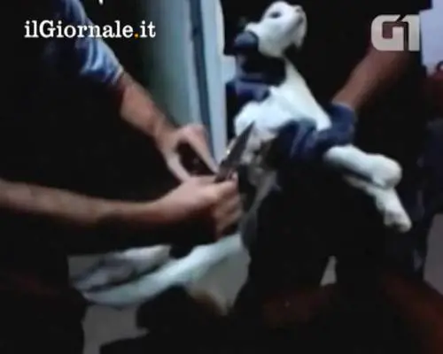 Brasile, il gatto che aiutava i detenuti a evadere dal carcere