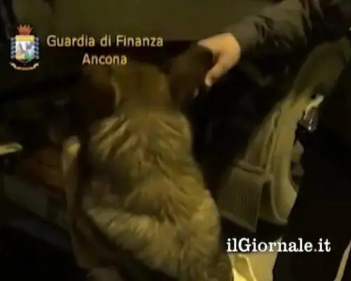 Ancona, sequestro record di marijuana