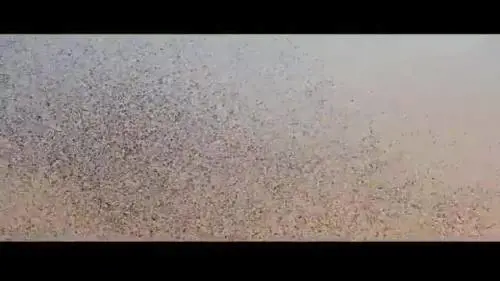 La danza degli uccelli 
