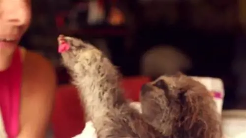 Il bradipo galantuomo: fiore in regalo