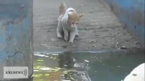 Gatto vs coccodrillo: il felino non ha paura!