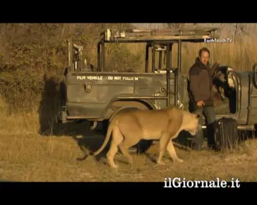 La leonessa spaventa il fotografo