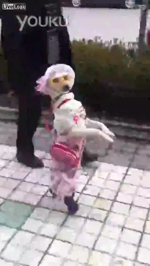 Il cane vestito da donna