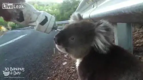 Il ciclista e il koala