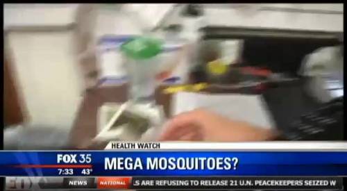 Florida, l'incubo delle mega-zanzare
