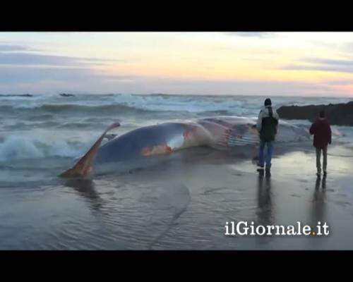 Livorno, il video della balena spiaggiata