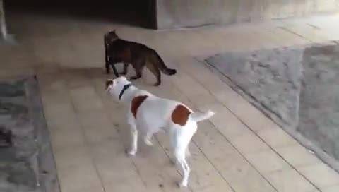 Il gatto "padrone" che tiene al guinzaglio il cane