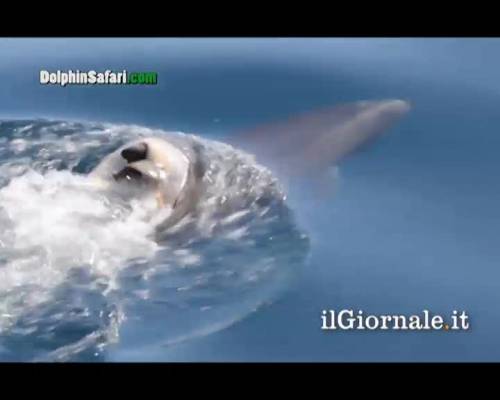 Mamma delfino nuota col cucciolo sul dorso