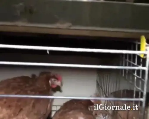 Produzione illegale di uova: la denuncia della Lav