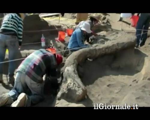 Messico, trovati resti di mammut
