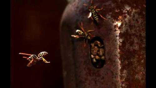 Il lavorio delle vespe in slow motion