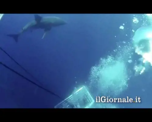 L'incontro con lo squalo