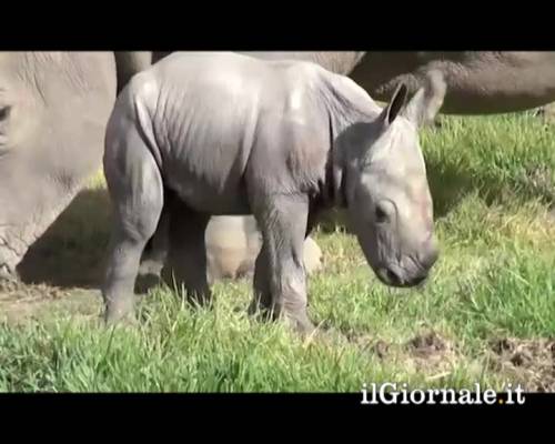 Australia: nasce un raro rinoceronte bianco