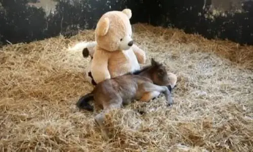 Breeze, il puledrino che dorme con un peluche