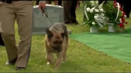 L'ultimo saluto del cane al suo padrone poliziotto