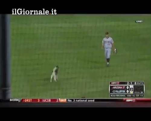 Partita di baseball interrotta da un Husky
