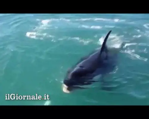 Pescatore derubato da un'orca