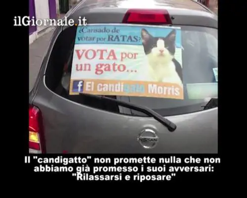 In Messico il candidato è un gatto