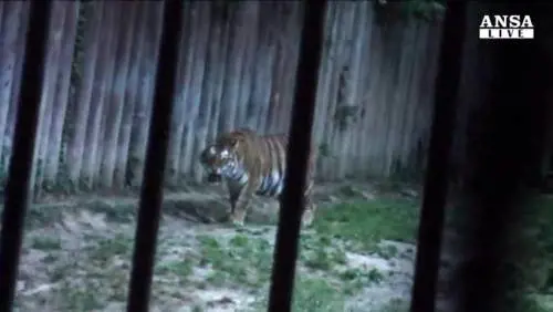 Uomo sbranato dalle tigri a Pinerolo