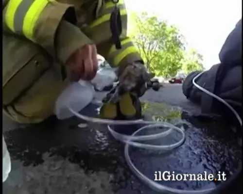 Pompiere rianima un gattino