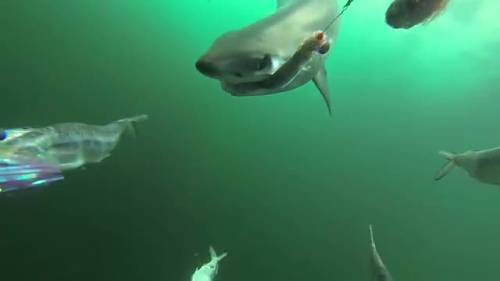 Ripresa subacqua dell'attacco di uno squalo