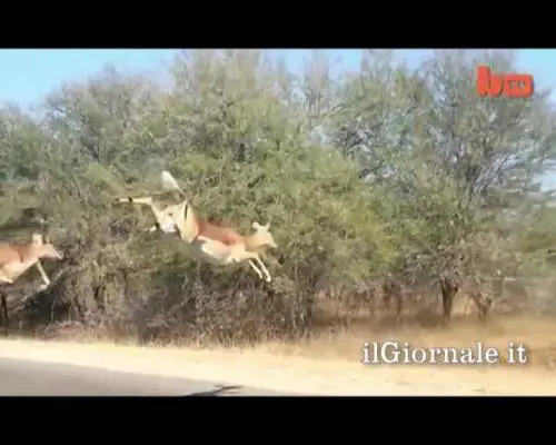 Antilope si rifugia in auto per sfuggire a ghepardo