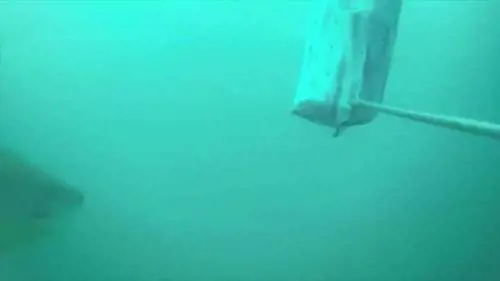 Ecco la tuta che protegge dall'attacco degli squali