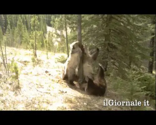 Anche gli orsi ballano l'Harlem Shake